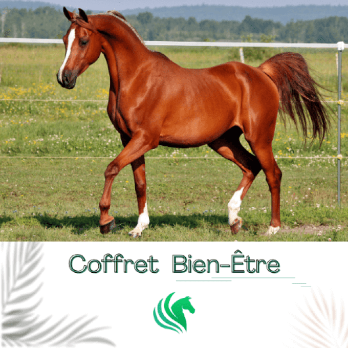 bien-être-cheval