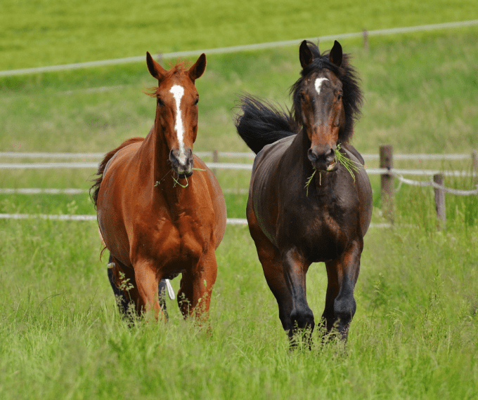 pension-cheval